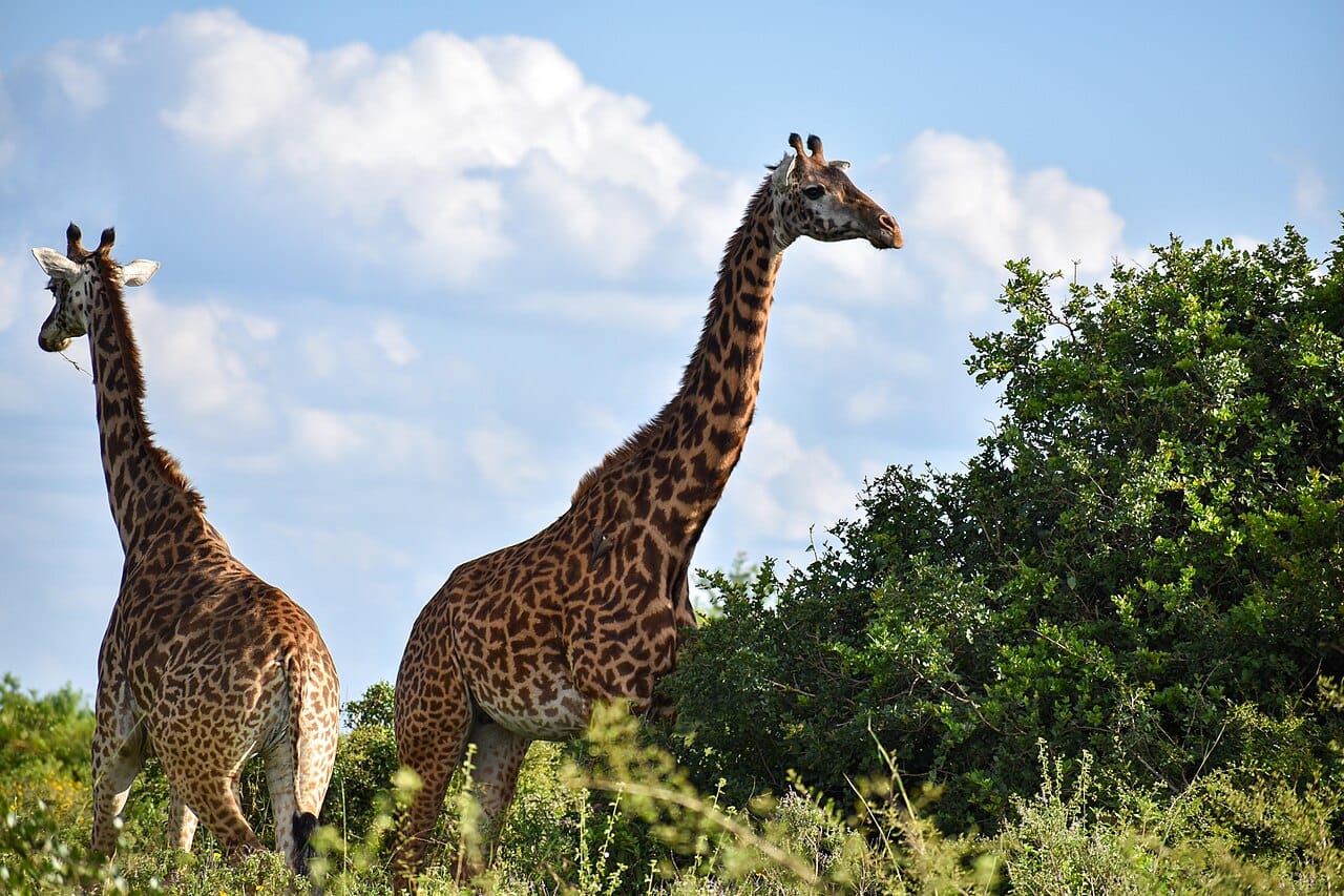 Giraffes in Nairobi National Park, whose black rhino sanctuary is a flagship feature of KWS's new KenyaLIVE broadcast.