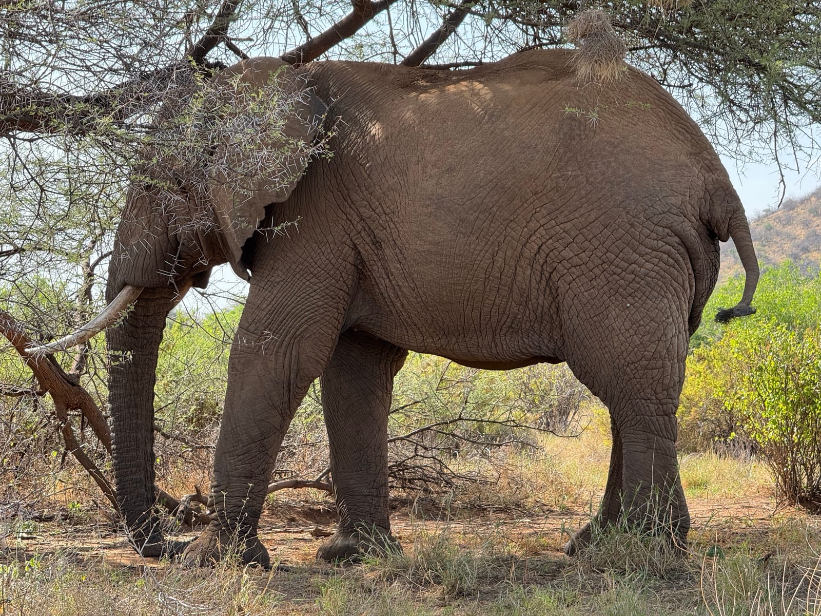 An elephant feeding beneath an acacia tree in Samburu National Reserve, Kenya (file photo, 2025).
