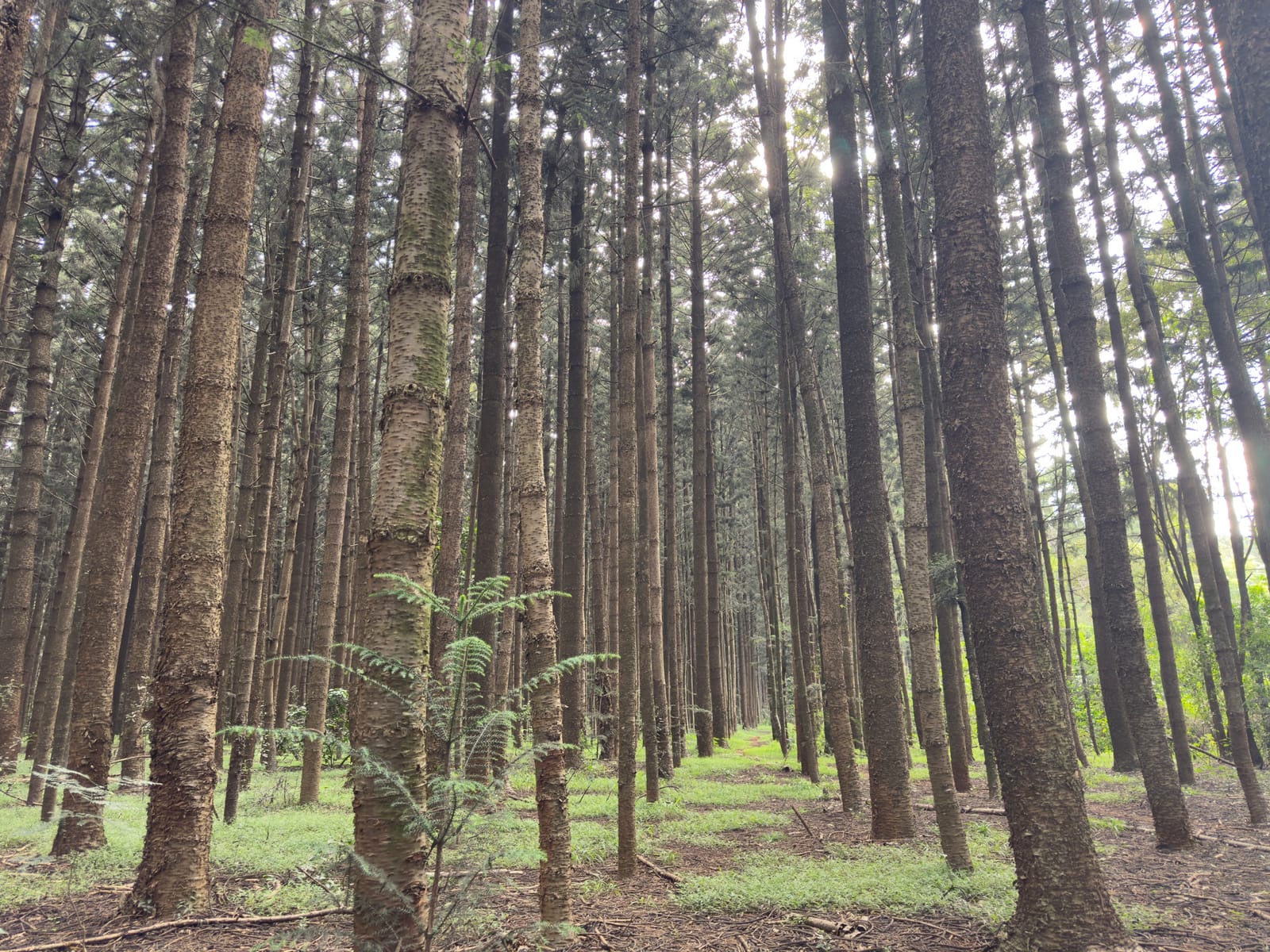 Plantation trees in Karura Forest, Nairobi (file photo, May 2026).
