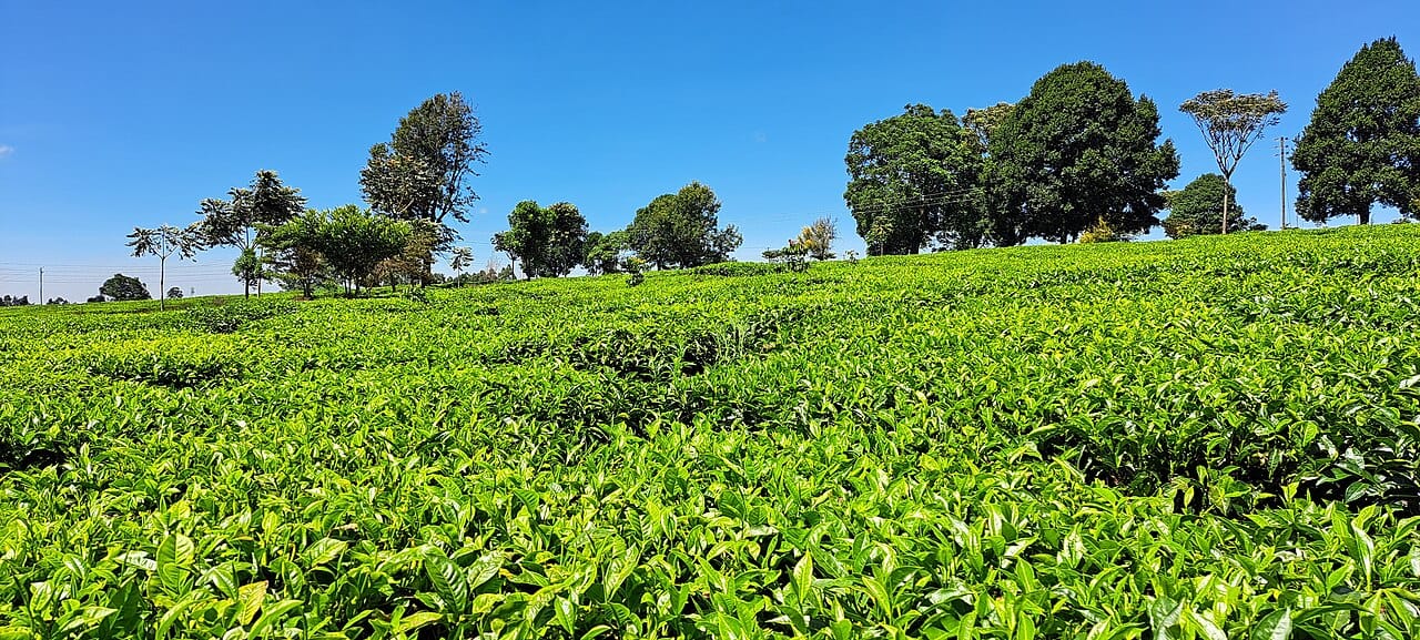 File photo: tea bushes growing on a farm in Kenya. The photo is not from Kiriti Tea Factory or Murang'a County.