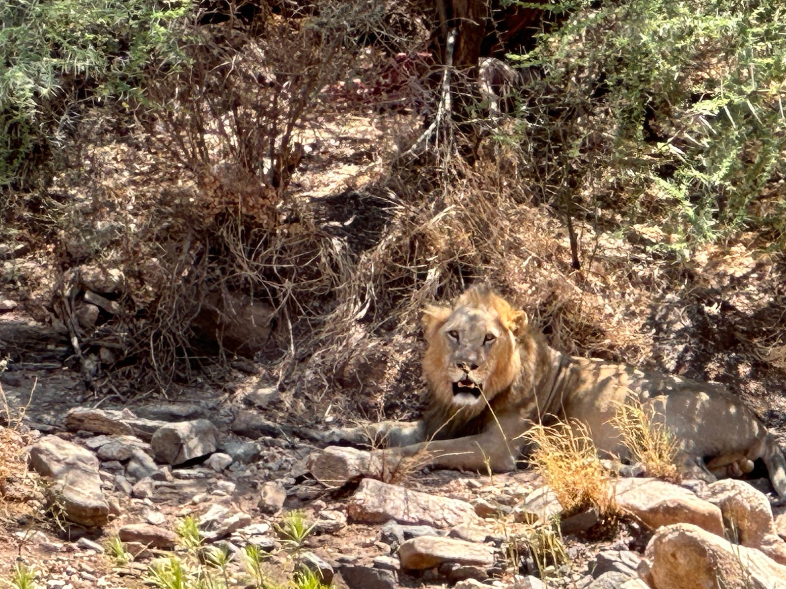 一头雄狮在伊西奥洛郡巴法罗泉国家保护区（Buffalo Springs National Reserve）的灌木丛荫下休息，该保护区与桑布鲁国家保护区相邻（资料图，2023年）。